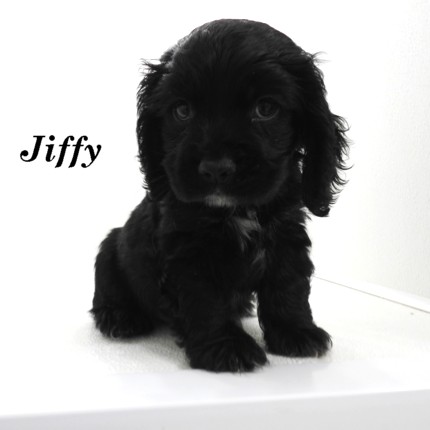 puppy, for, sale, Cocker Spaniel, Joe & Cherri  Overlease, dog, breeder, Miller, MO, dog-breeder, puppy-for-sale, forsale, nearby, find, puppyfind, locator, puppylocator, aca
